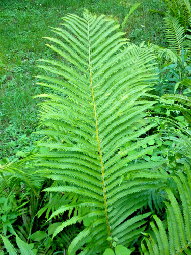 Ostrich fern crown - (cinnamon),