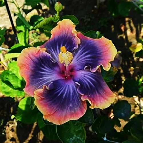 Madagascar hibiscus - madagascar,