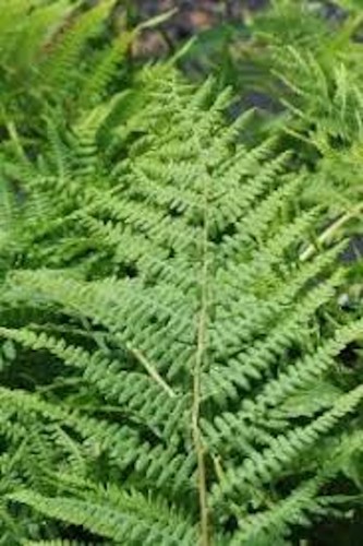 Lady fern roots athyrium - 10,