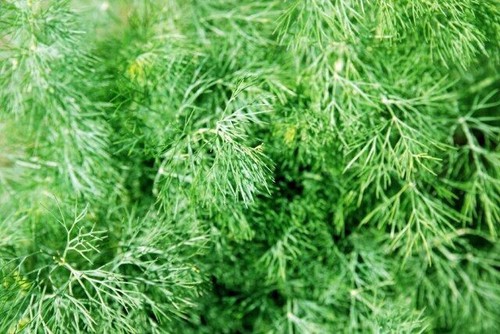 Fern leaf dill 300 - fern,