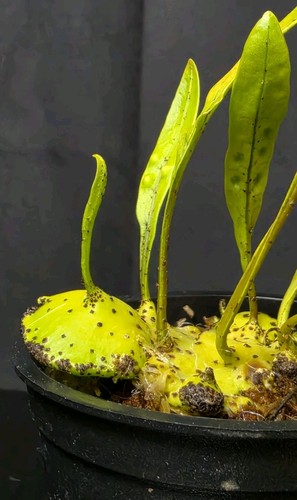 Rare lecanopteris mirabilis - lecanopteris,