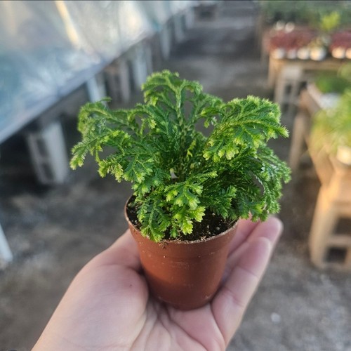 Selaginella frosty fern - frosty,