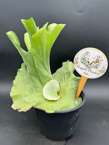 Platycerium grande staghorn - grande,