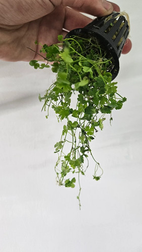 Hydrocotyle tripartita japan - tripartita,
