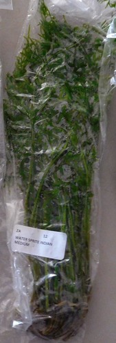 Plus stems indian fern - plus,