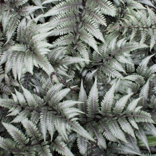 Japanese painted fern - japanese, of