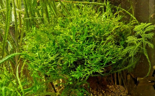 Lace java fern - fern, microsorum