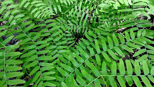 Royal fern 1000 spores - 1000, (seeds)