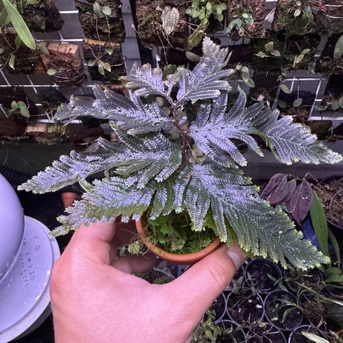 Selaginella indonesia - sp.,