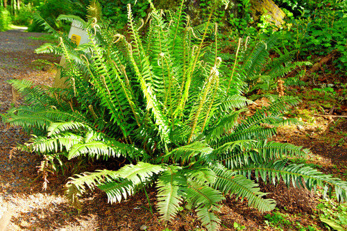Western sward fern 2020 - western,
