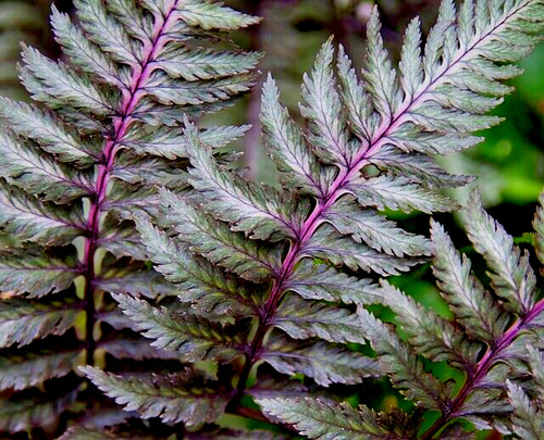 Lady fern regal red 1000 - 'regal, red'