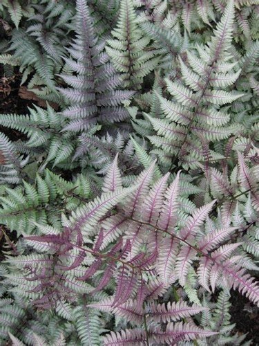 Japanese painted fern - painted, `regal