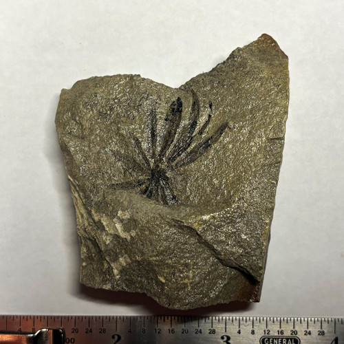 Fern fossil - fern,