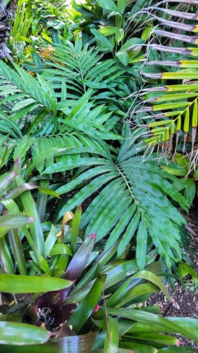 Stangeria eriopus rare cycad - eriopus,