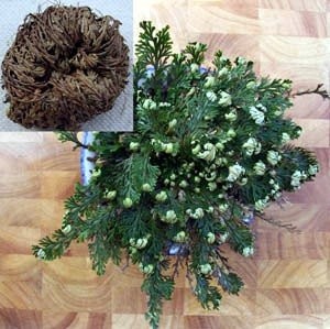 Rose jericho resurrection - of,