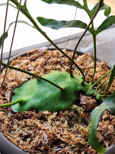 Rare lecanopteris mirabilis - rare,