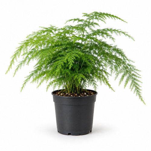 Live asparagus fern 2 - in, 4.2"