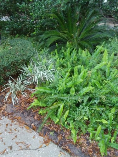 Rooted live boston fern - live,