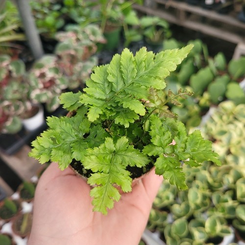 Autumn fern japanese shield - japanese,