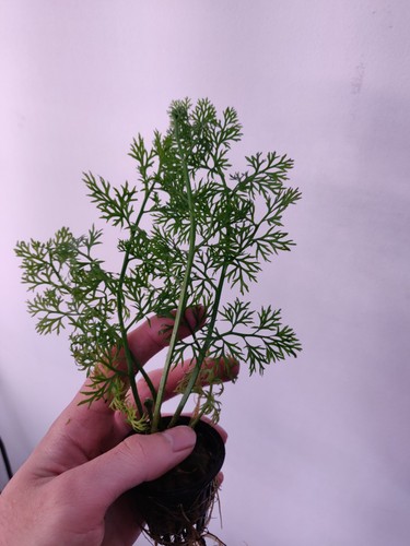 Water sprite potted - easy, live