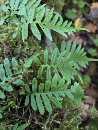Live licorice fern polypodium - licorice, (polypodium