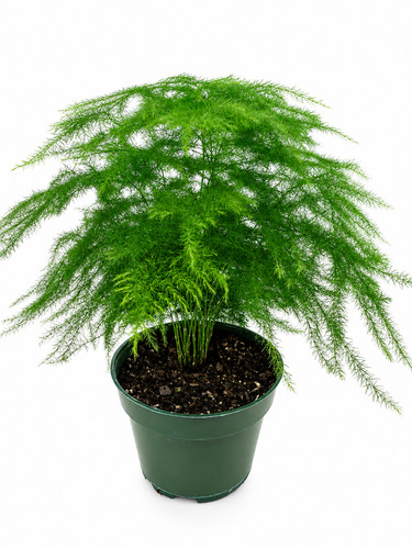 Plumose asparagus fern plant - plumose,