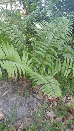 Japanese holly fern - japanese, christmas