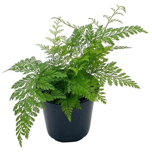 Rabbit foot fern footed - rabbit's, fern,