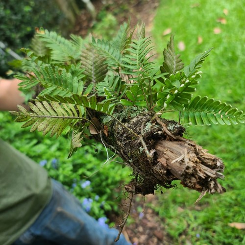 Resurrection ferns on - resurrection,