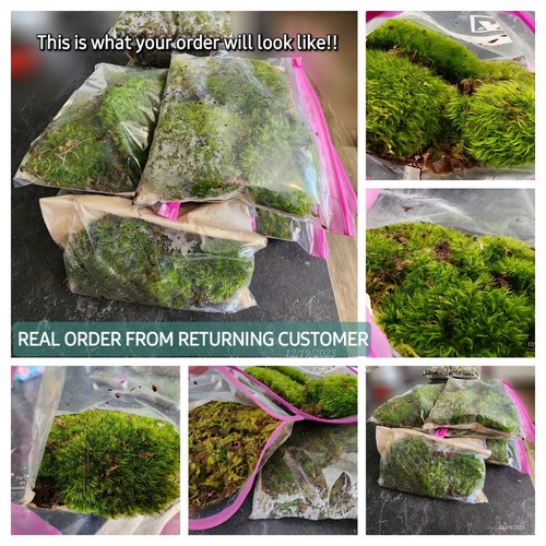 Quart bags full - 5, kentucky