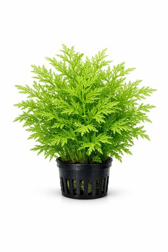 Canton aquatics water sprite - canton,