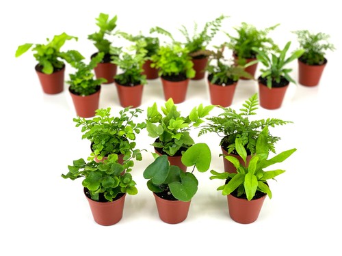 Mini fern plants - mini,